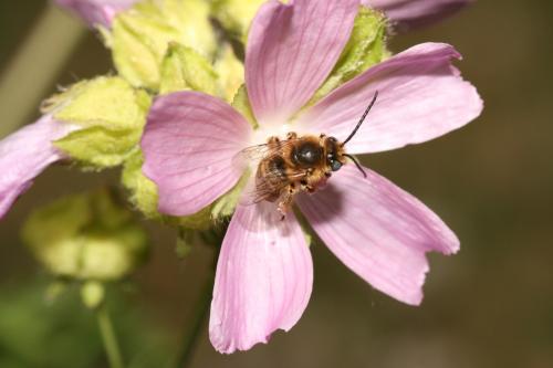 Réf. 34 463 : Tetralonia malvae