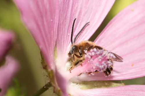 Réf. 34 298 : Tetralonia malvae