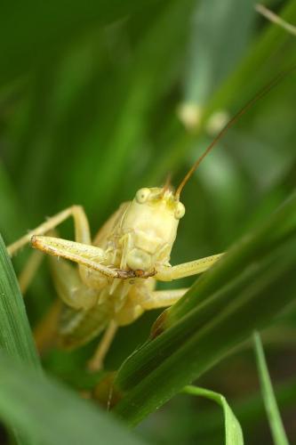 Tettigonia viridissima