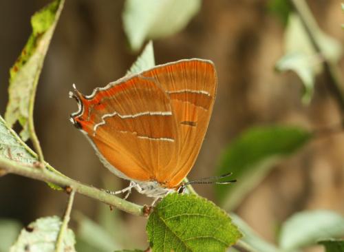 Thecla betulae