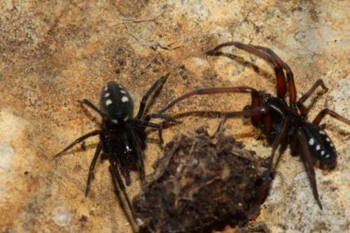 Nurscia albomaculata