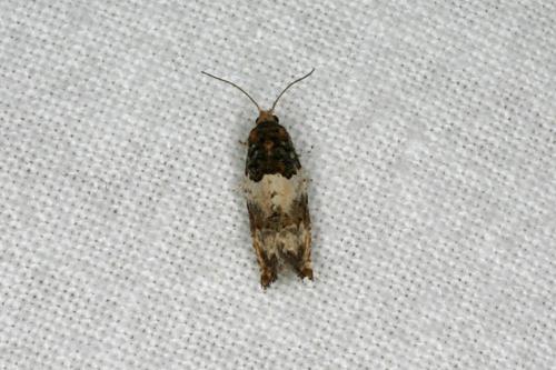 Gypsonoma dealbana