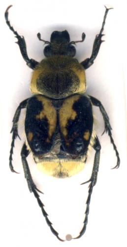 Trichius gallicus