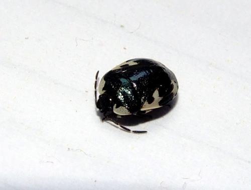 Tritomegas rotundipennis