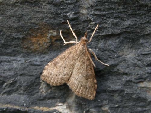 Réf. 34 494 : Udea prunalis