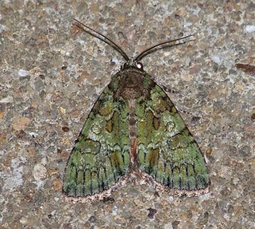 Réf. 34 920 : Polyphaenis sericata