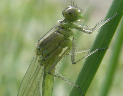 Réf. 34 055 : Erythromma viridulum