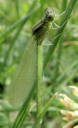 Erythromma viridulum