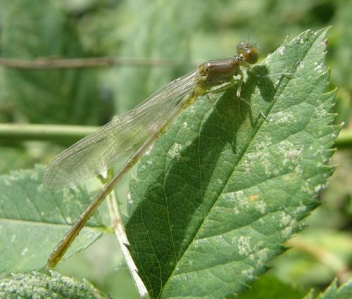 Réf. 34 277 : Erythromma viridulum