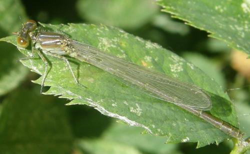 Réf. 34 278 : Erythromma viridulum