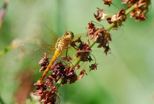 Sympetrum sanguineum
