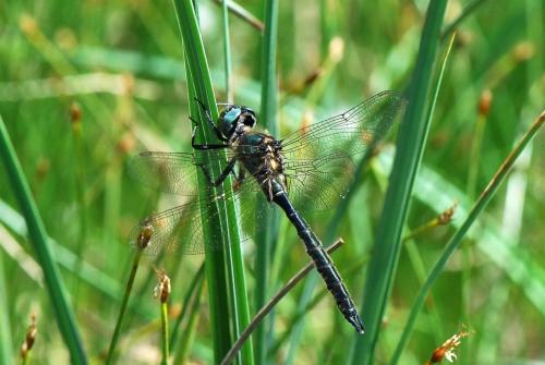 Somatochlora alpestris