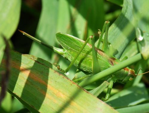 Tettigonia cantans