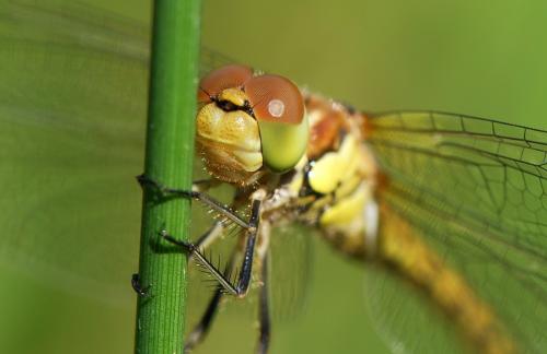 Sympetrum striolatum