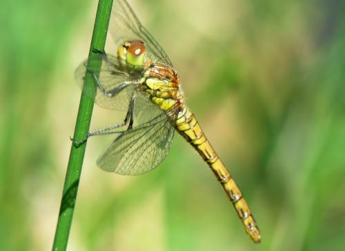 Sympetrum striolatum