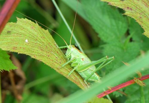 Tettigonia viridissima