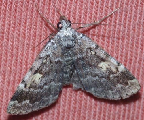 Idia calvaria