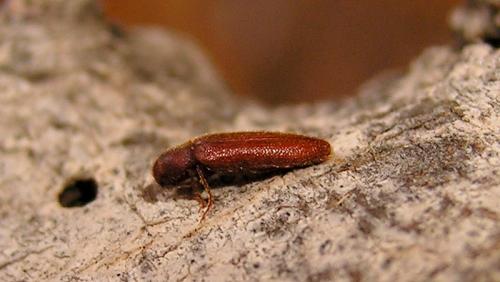 Anelastidius feisthameli