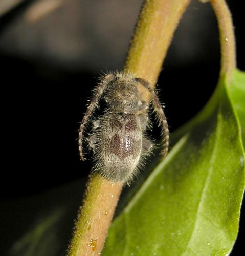 Réf. 34 907 : Parmena pubescens