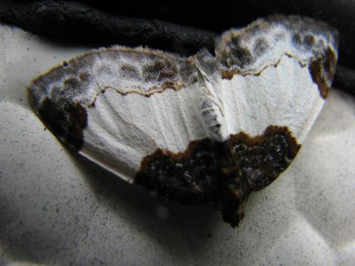 Réf. 34 771 : Mesoleuca albicillata