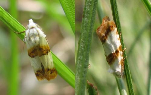 Phtheochroa purana