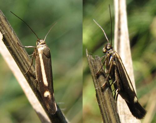 Scythris heinemanni