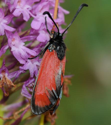 Zygaena erythrus