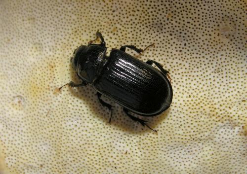 Ceruchus chrysomelinus