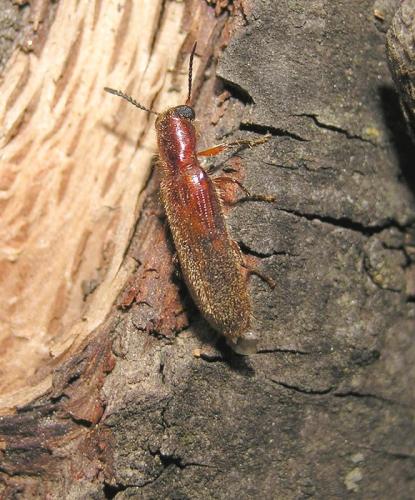 Réf. 34 898 : Teloclerus compressicornis