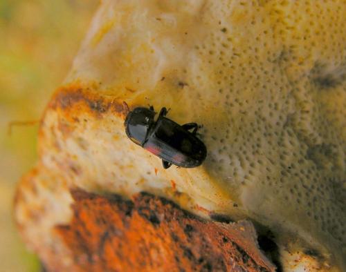 Réf. 34 205 : Ipidia binotata