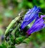 34881 – Photo : Normand Mlaure – France (34)