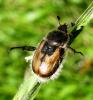 34038 – Photo : Normand Mlaure – France (34)