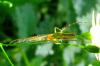 34167 – Photo : Normand Mlaure – France (34)
