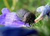 34728 – Photo : Normand Mlaure – France (34)