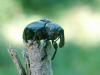 Liparus coronatus