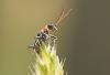 34673 – Photo : Pierre Duhem – France (75)