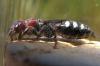 34471 – Photo : Anne Forgues – France (66)