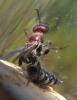 34473 – Photo : Anne Forgues – France (66)
