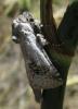 34468 – Photo : Anne Forgues – France (66)