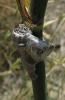 34469 – Photo : Anne Forgues – France (66)
