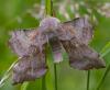 34331 – Photo : Pierre Duhem – France (36)