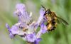 34634 – Photo : Pierre Duhem – France (75)