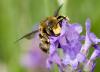 34640 – Photo : Pierre Duhem – France (75)