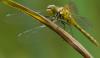34453 – Photo : V.dragonfly – France (03)