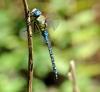 34833 – Photo : FATON Jean-Michel – France (26)