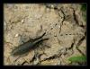 34851 – Photo : Bastien VIAL-JAIME – France (05)