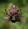 34458 – Photo : jean louis Besson – France (00)