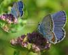 34777 – Photo : FATON Jean-Michel – France (26)