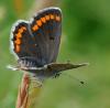 34835 – Photo : FATON Jean-Michel – France (18)