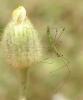 34586 – Photo : H. Dumas – France (13)